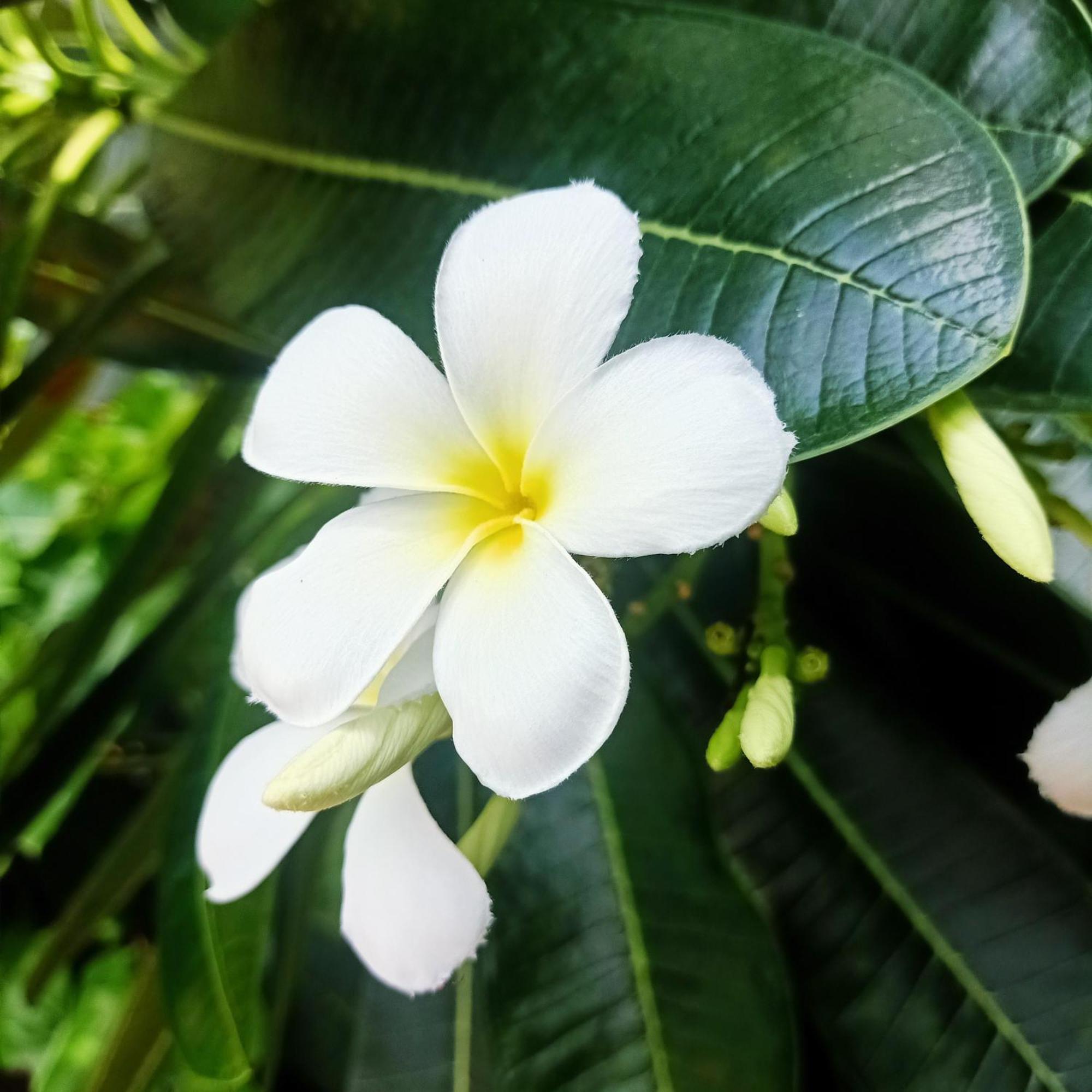 Siam Tara Resort Chiangkhong Chiang Khong Cameră foto